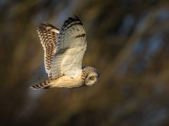 Maggie Bullock - Short Eared Owl Hunting - Very Highly Commended.jpg